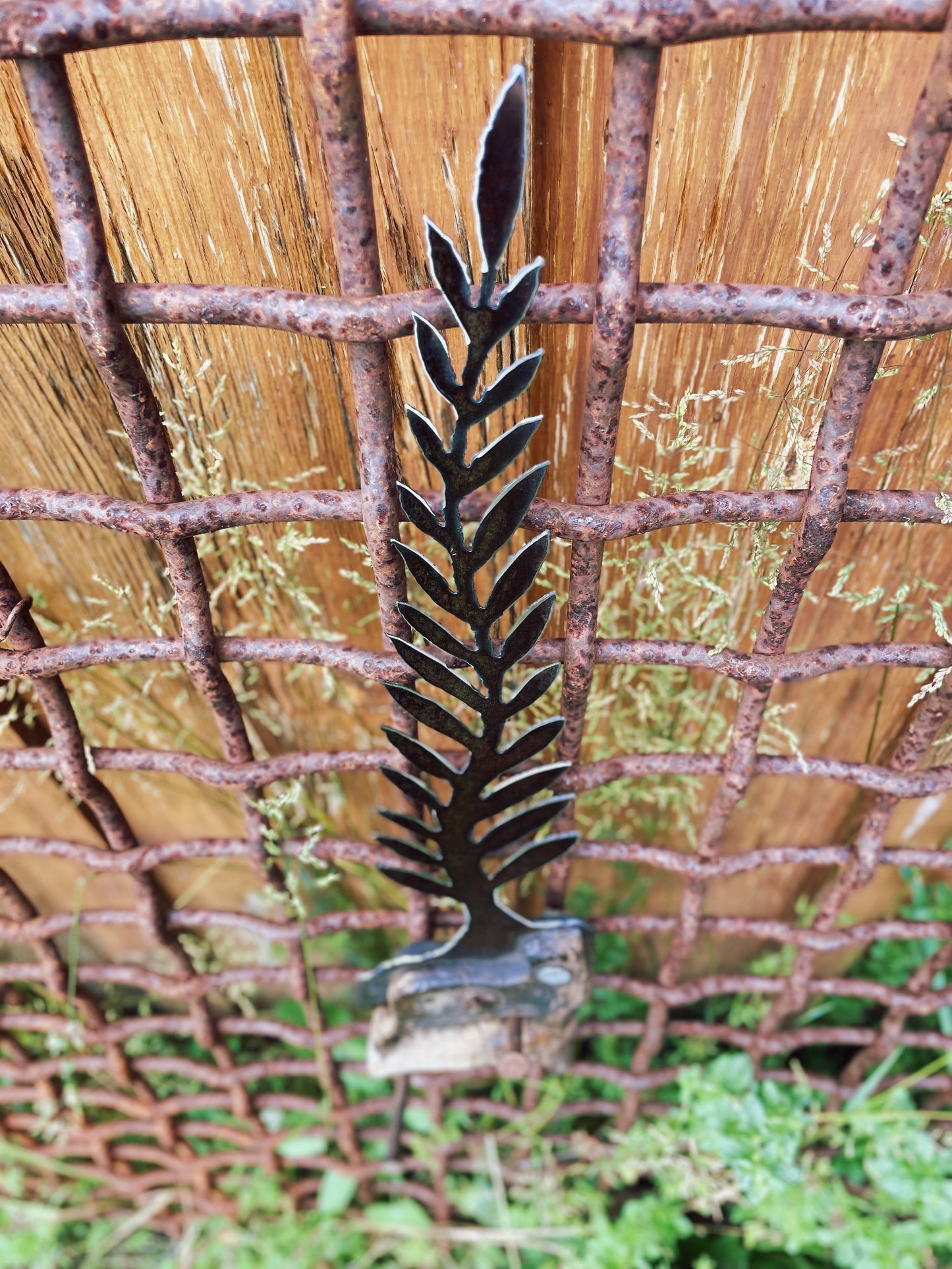 Feelin' the Fern